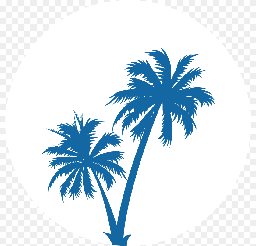 807x806 Transparent Black Palm Tree Coconut Tree Vector, Palm Tree, Plant, Summer, Outdoors Clipart PNG