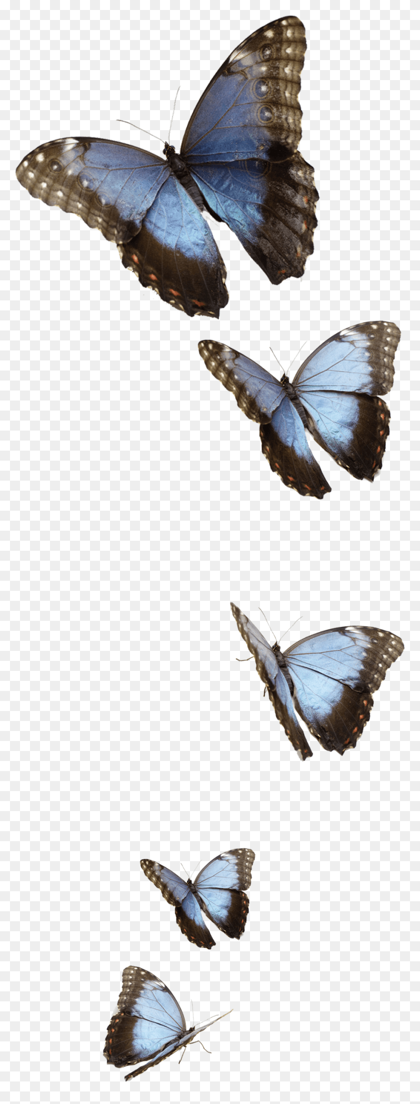 916x2519 Transparent Blue Butterfly, Butterfly, Insect, Invertebrate HD PNG Download