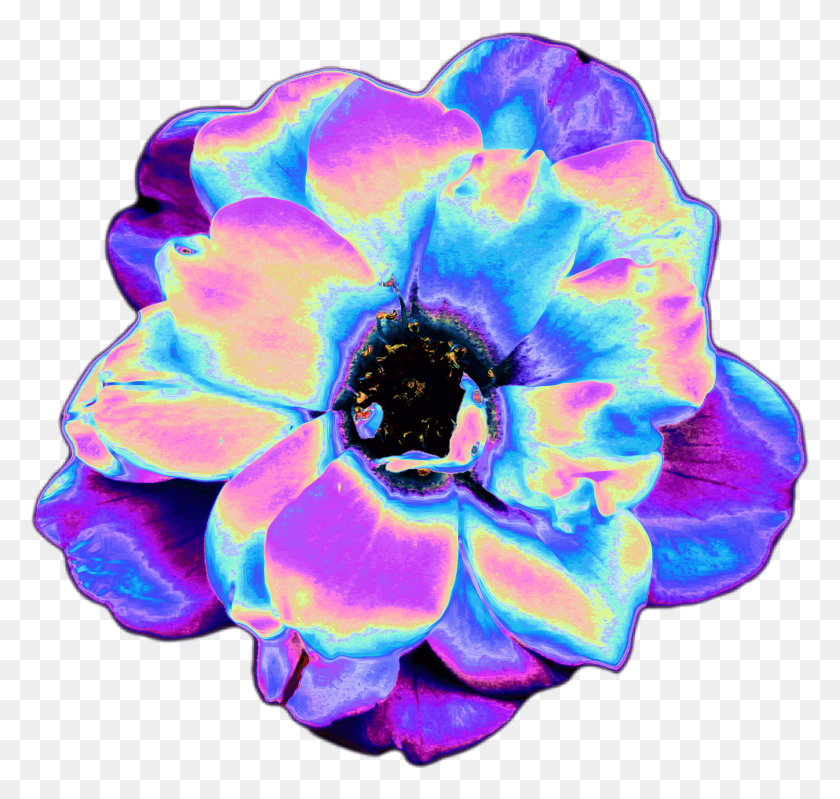 2563x2431 Прозрачные Синие Цветы Tumblr Tumblr, Роза, Цветок, Растение Png Скачать