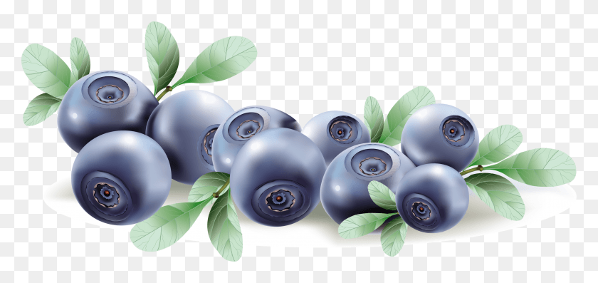 3000x1299 Transparent Blueberry Vector, Plant, Sphere, Fruit HD PNG Download