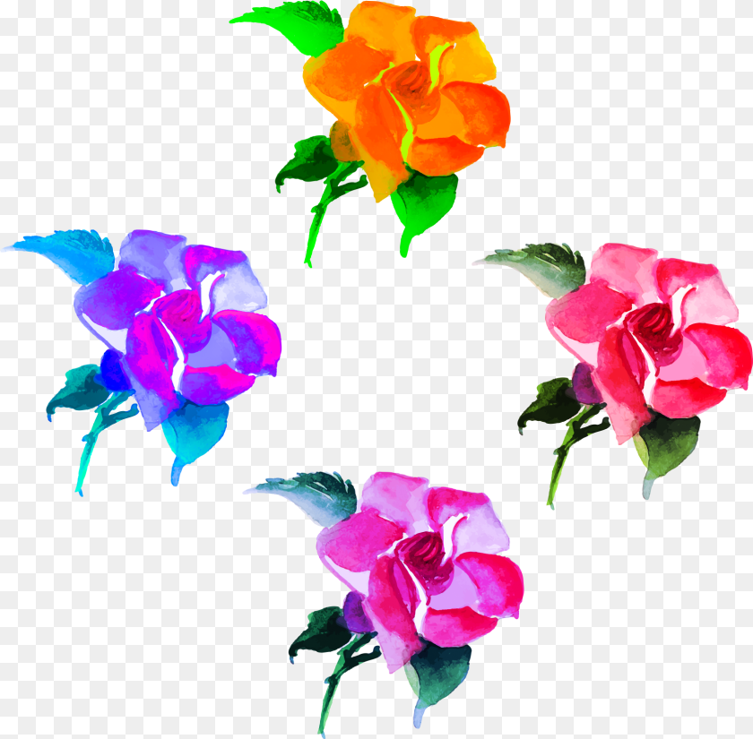 1687x1657 Transparent Bougainvillea Clipart Garden Roses, Flower, Plant, Rose, Petal PNG