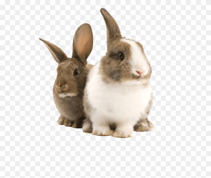 1281x1064 Кролик Кролик, Млекопитающее, Животное, Грызун Hd Png Скачать