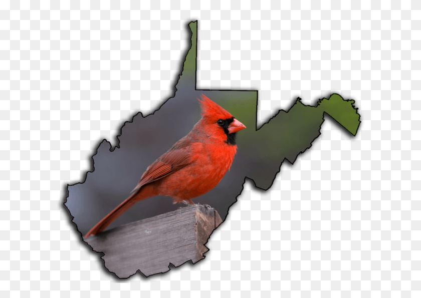 618x535 Transparent Cardinal Bird Tourist Regions In West Virginia Map, Animal, Finch HD PNG Download