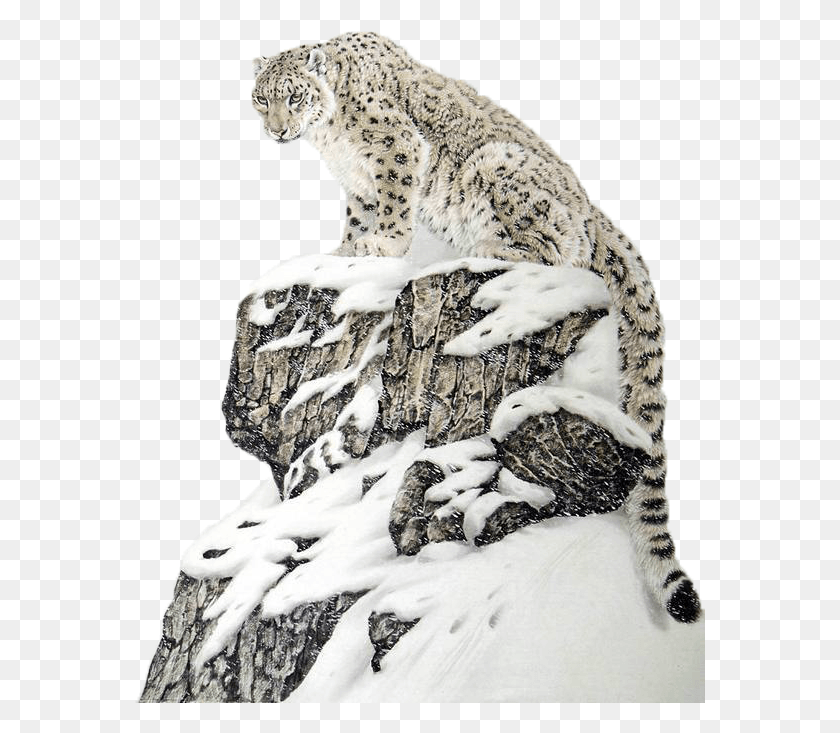 571x673 Гепард Китайский Снежный Барс Искусство, Пантера, Дикая Природа, Млекопитающее Hd Png Скачать