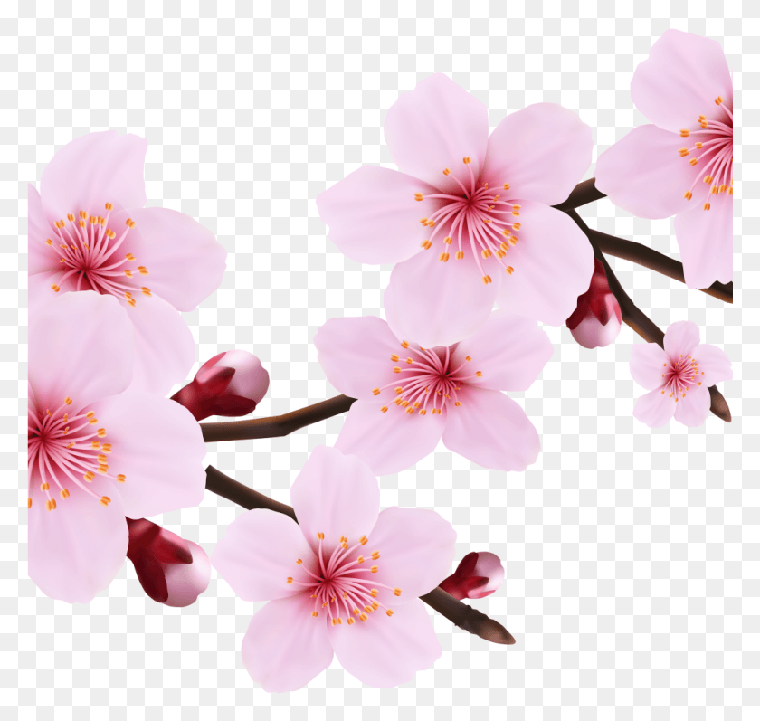 1025x969 Transparent Cherry Blossom, Plant, Flower, Blossom HD PNG Download