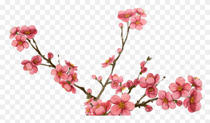 1440x802 Transparent Cherry Blossom, Plant, Flower, Blossom HD PNG Download