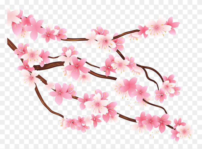 4999x3598 Transparent Cherry Blossom Clip Art Cherry Blossom Clipart, Plant, Flower, Blossom HD PNG Download