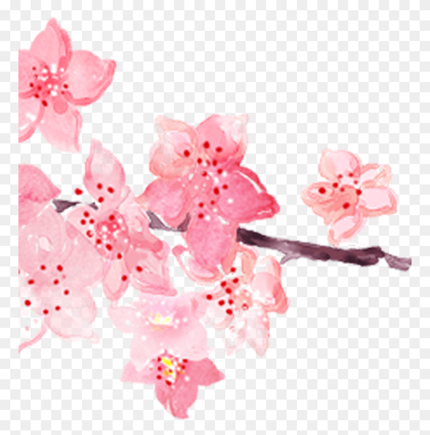 769x789 Вишни В Цвету Розовые Цветы Вишни, Растение, Цветок, Цветение Png Скачать