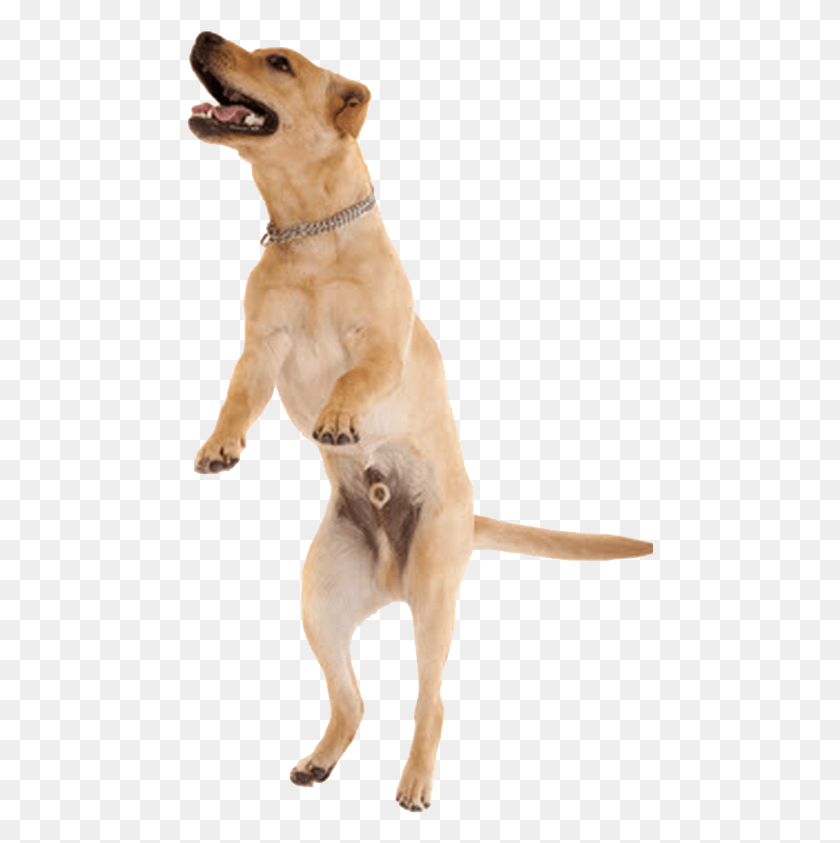 466x783 Transparent Clipart Free Transparent Dog Jumping, Pet, Canine, Animal HD PNG Download
