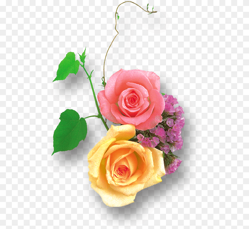 525x771 Clipart Image Light Yellow And Pink Rose Yellow Rose Hd, Flower, Flower Arrangement, Flower Bouquet, Plant Sticker PNG