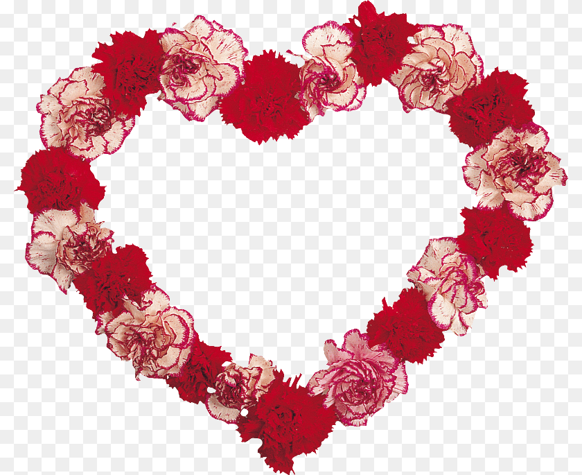 800x685 Coeur Floral Design, Carnation, Flower, Plant, Rose Transparent PNG