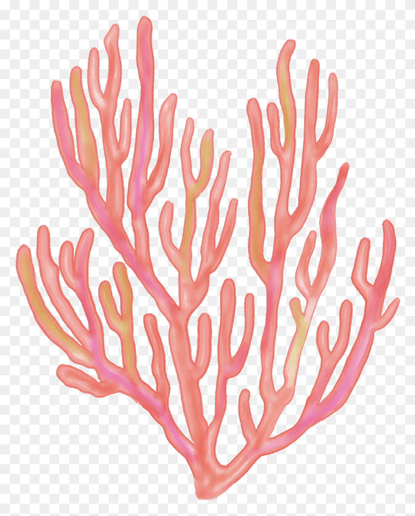899x1136 Coral Png