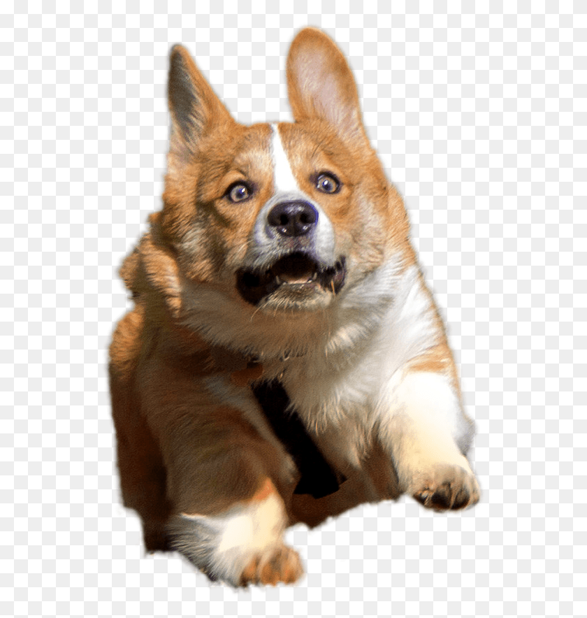 551x824 Transparent Corgis And, Dog, Pet, Canine HD PNG Download