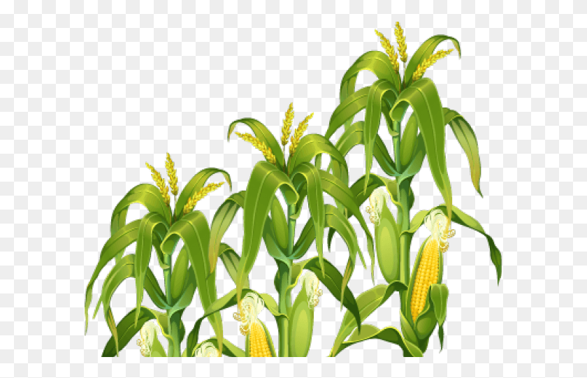 599x481 Transparent Corn Stalk Clipart, Plant, Vegetable, Food HD PNG Download