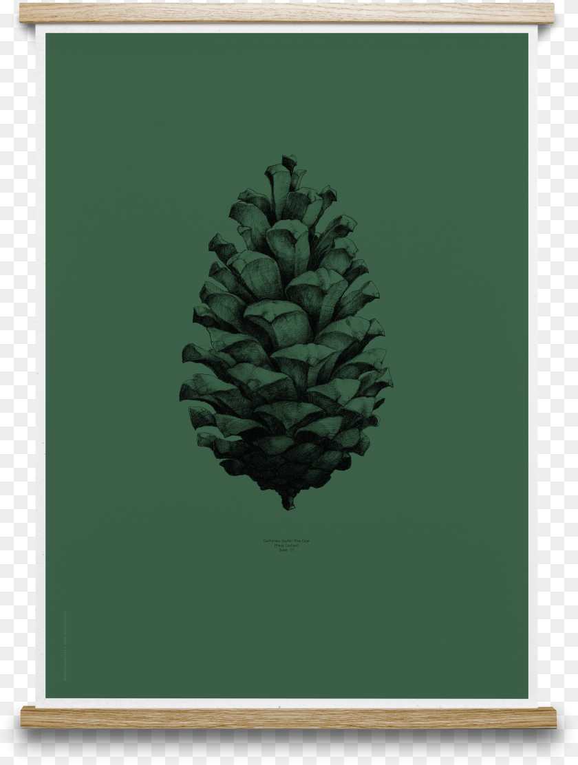 2772x3671 Transparent Dark Forest Pine Cone Art Prints Sticker PNG