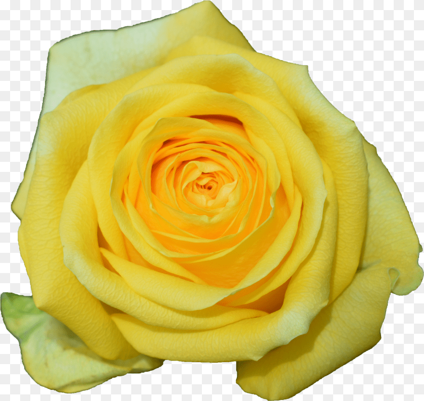 Dark Rose Floribunda Transparent PNG