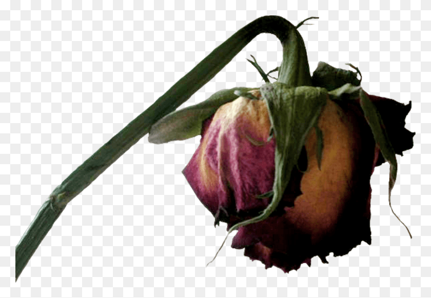 1024x684 Transparent Dead Flower Clipart Dead Flowers Transparent Background, Plant, Rose, Petal HD PNG Download