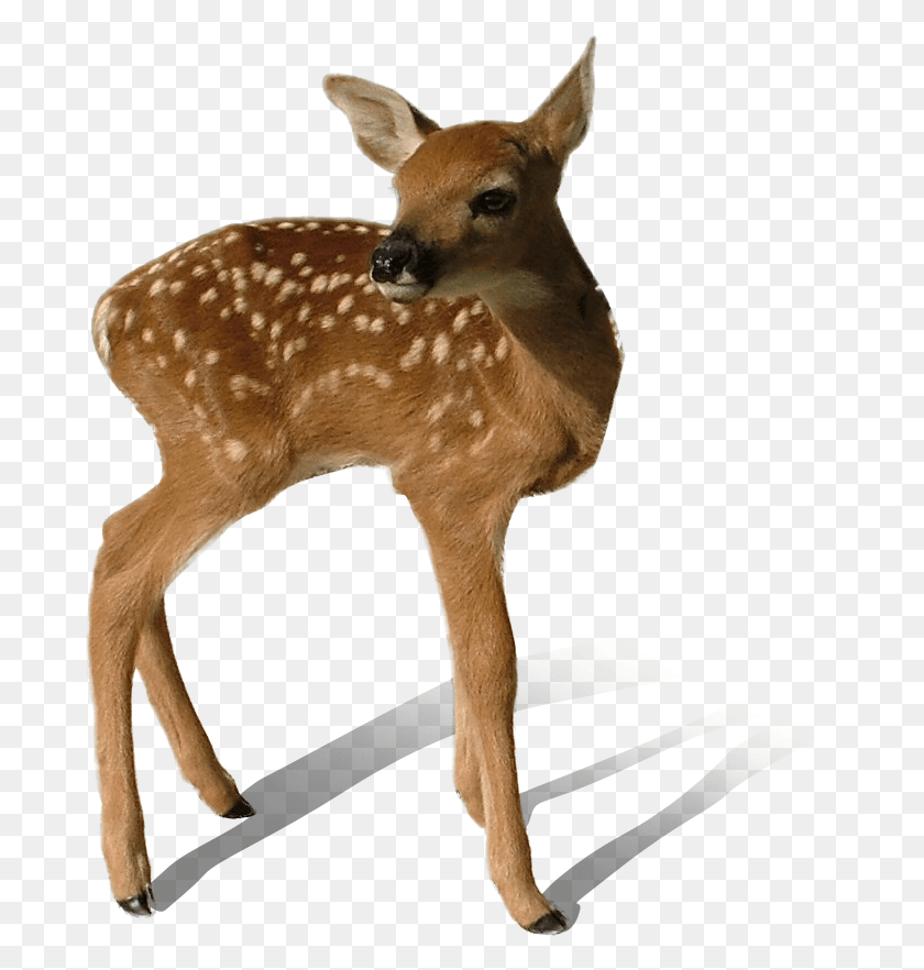 Fawn Clipart.