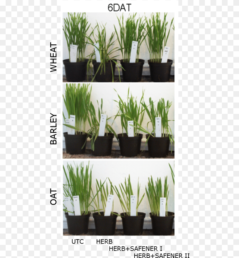 491x906 Desert Grass Sweet Grass, Jar, Plant, Planter, Potted Plant Transparent PNG