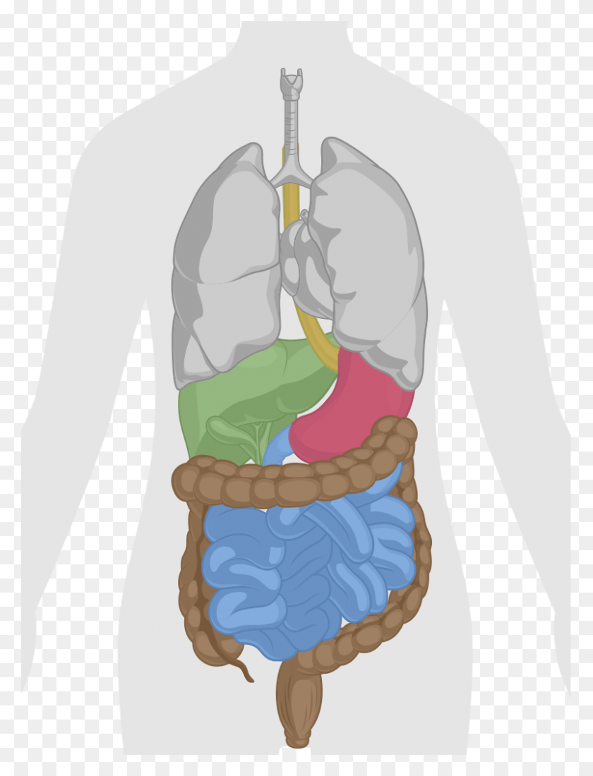 800x1067 Transparent Digestive System, Plant, Hip, Worship HD PNG Download