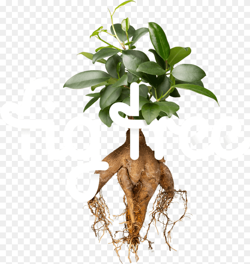 Digital Tree Fig Tree Graphic Design, Plant, Potted Plant, Leaf, Root Transparent PNG