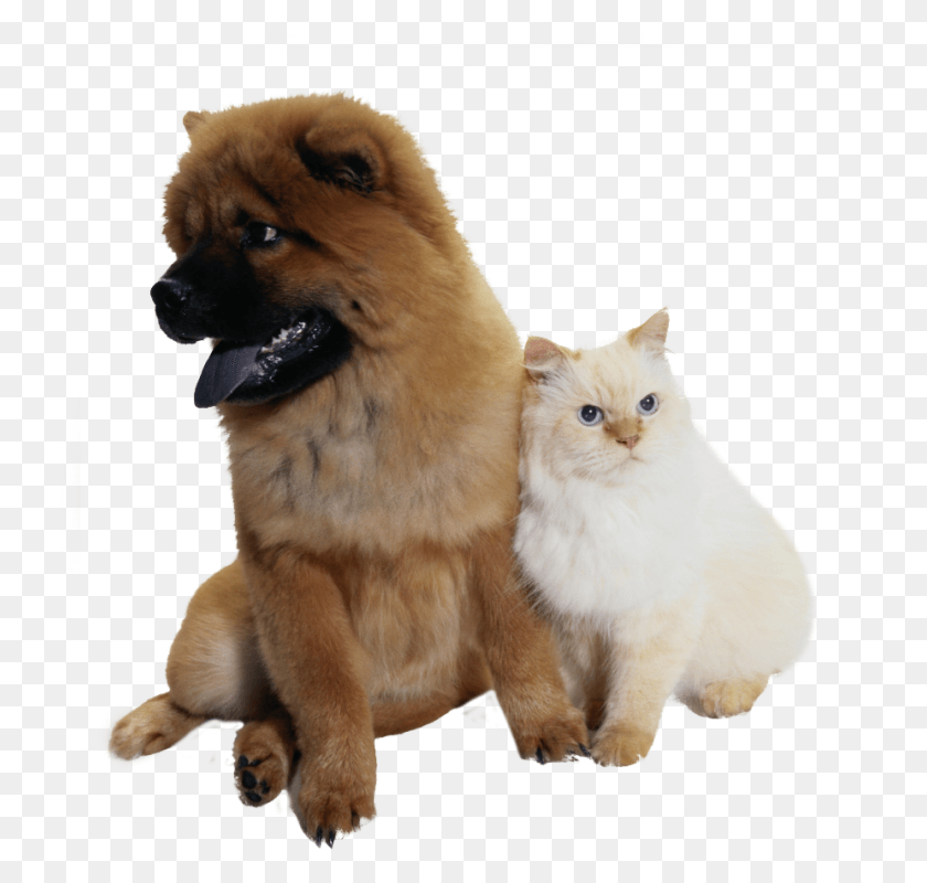 925x878 Transparent Dog Cat Cat, Pet, Animal, Dog HD PNG Download