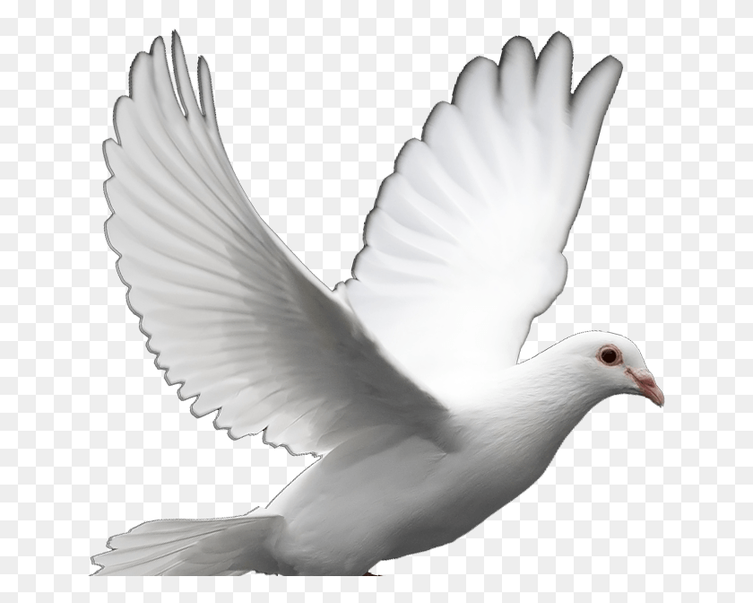 645x612 Transparent Dove Clipart Transparent Background White Dove, Bird, Animal, Pigeon HD PNG Download