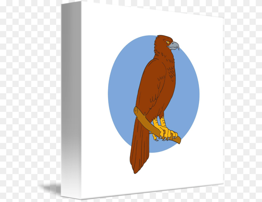 606x650 Eagle Outline Wedge Tailed Eagle, Animal, Beak, Bird, Kite Bird PNG