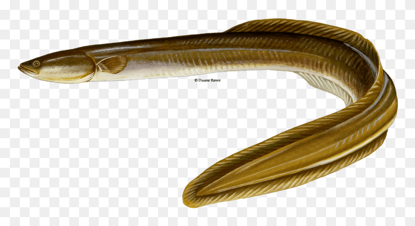 1247x637 Transparent Eel American American Eel, Fish, Animal HD PNG Download