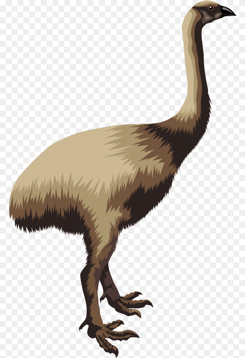 781x1227 Transparent Emu Clipart Moa Clipart, Animal, Bird PNG