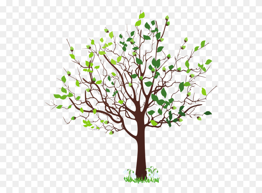 556x559 Transparent Family Tree Clip Art Spring Tree, Plant, Tree Trunk, Oak HD PNG Download