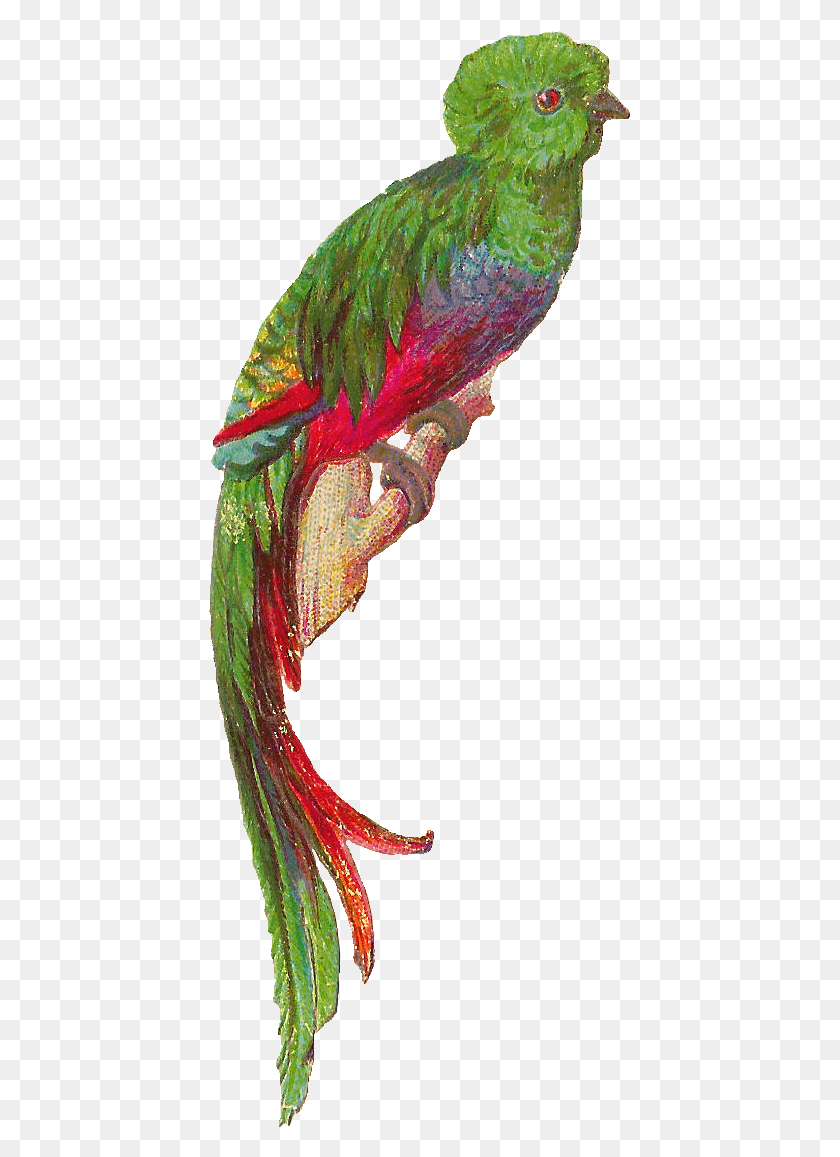 423x1097 Transparent Feather Clipart Quetzal, Leaf, Plant, Bird HD PNG Download
