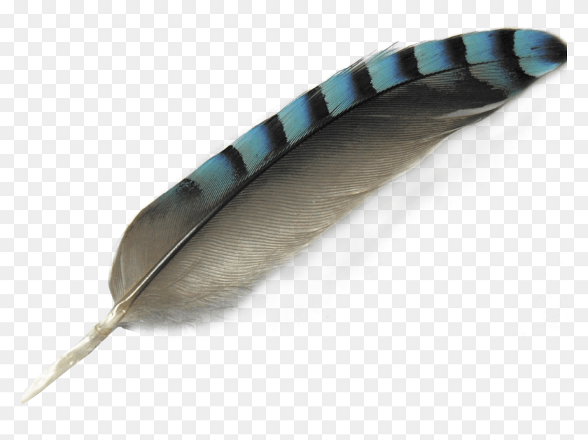 1025x747 Transparent Feathers Turquoise Eagle Feather, Water, Fish, Animal HD PNG Download
