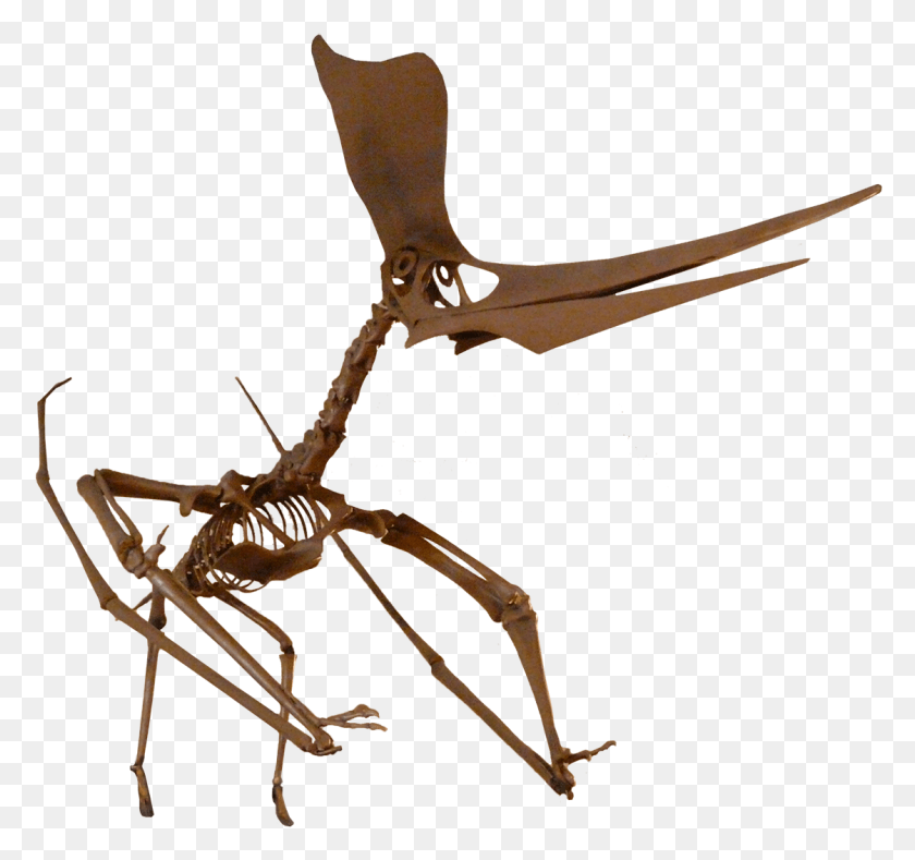 1121x1049 Женский Череп Pteranodon Sternbergi Skull, Лук, Животное, Беспозвоночное Hd Png Скачать