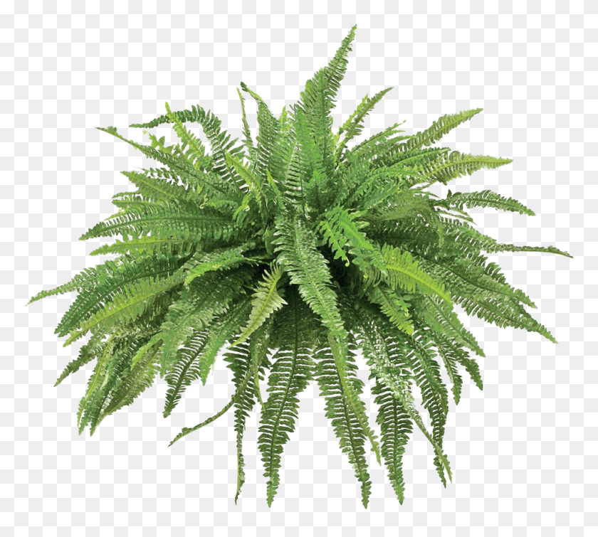 965x861 Transparent Fern Animated Picture Freeuse Stock, Plant, Leaf, Potted Plant HD PNG Download