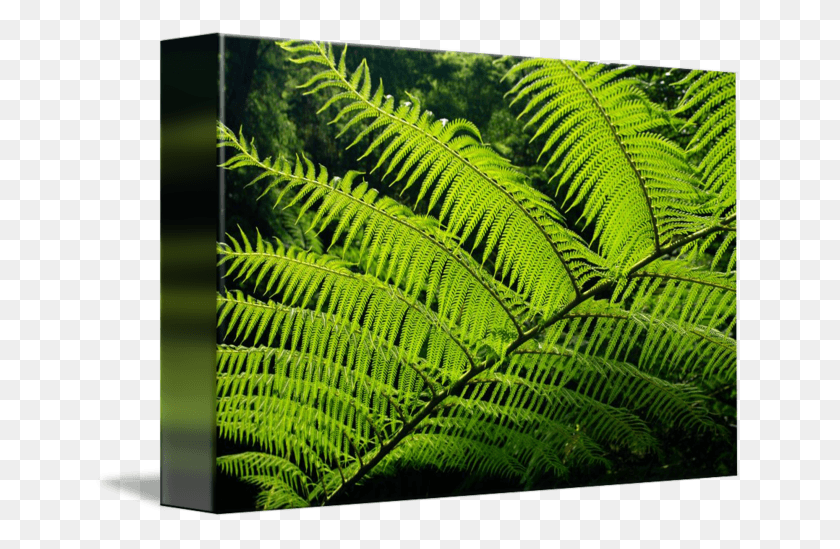 650x489 Transparent Fern Rainforest Leaves Australian Tree Fern Leaf, Plant, Snake, Reptile HD PNG Download