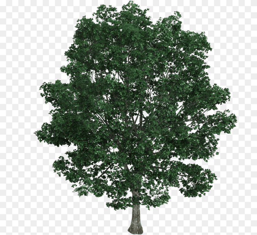 Ficus Tree Top View Tree Texture, Oak, Plant, Sycamore, Tree Trunk Transparent PNG