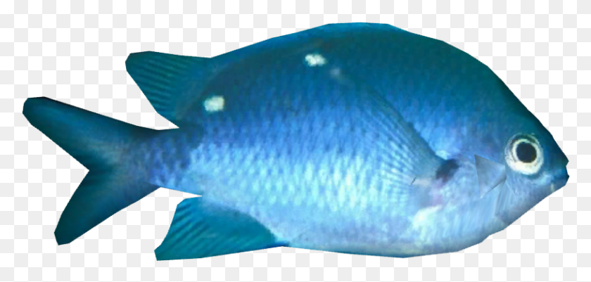 816x357 Transparent Fish New Zealand Pomacentridae, Shark, Sea Life, Animal HD PNG Download