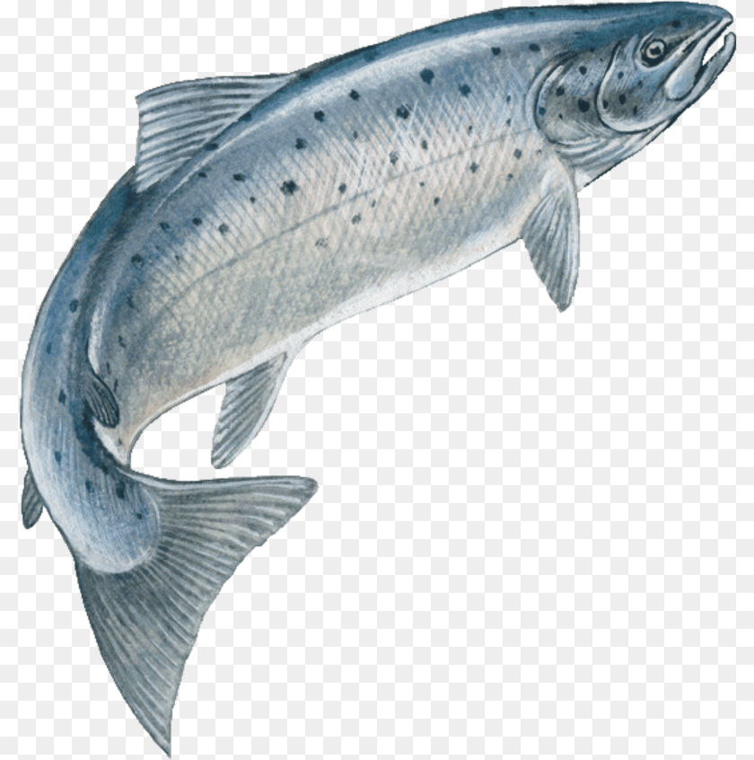 801x846 Fish Skeleton Jumping Fish, Animal, Sea Life, Coho Transparent PNG