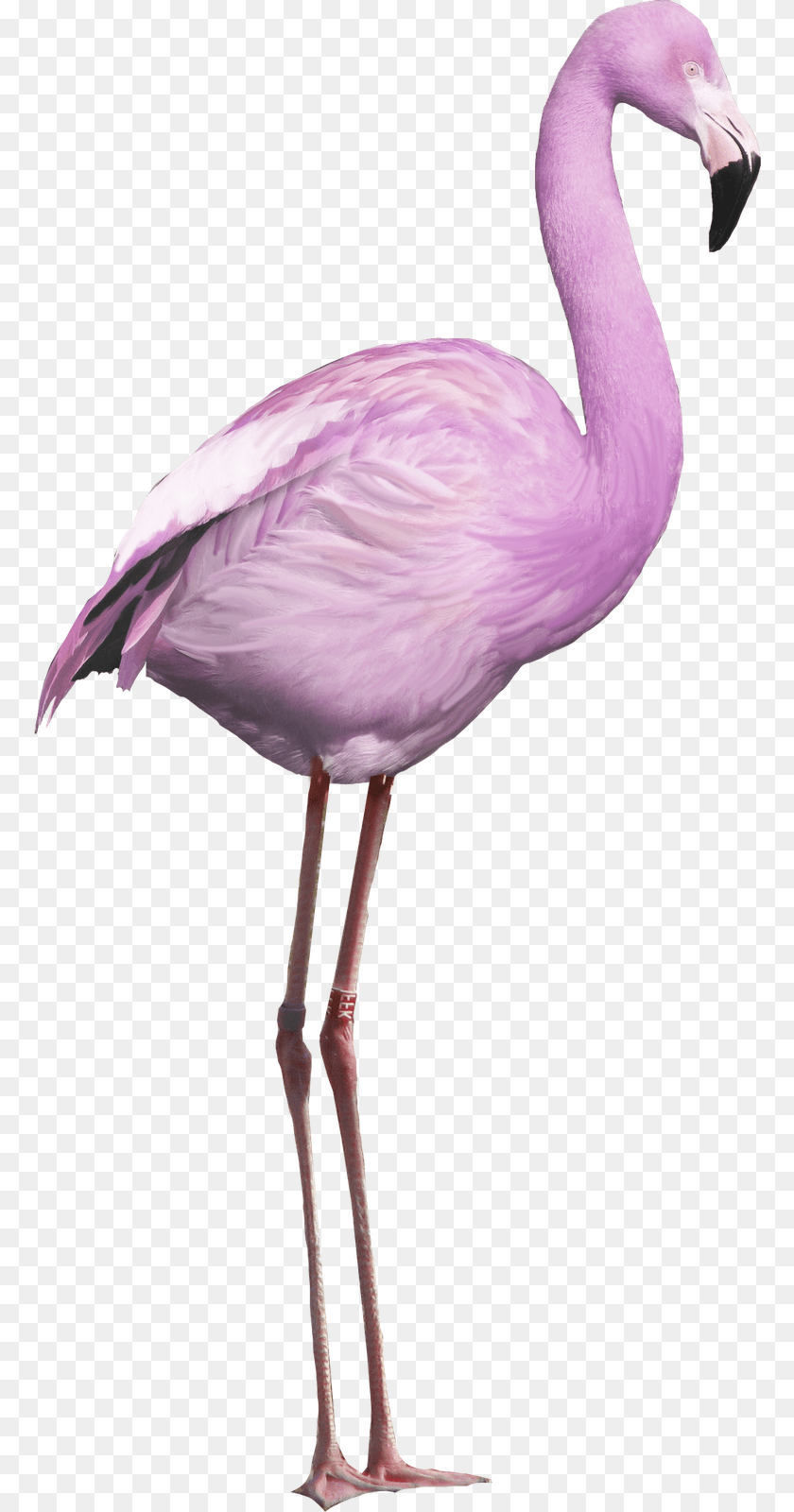 769x1600 Flamingos Clipart Ave Flamenco, Animal, Bird, Flamingo Transparent PNG