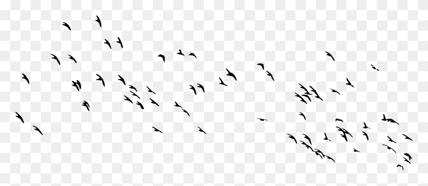 5888x2304 Transparent Flock Of Birds, Gray, World Of Warcraft HD PNG Download