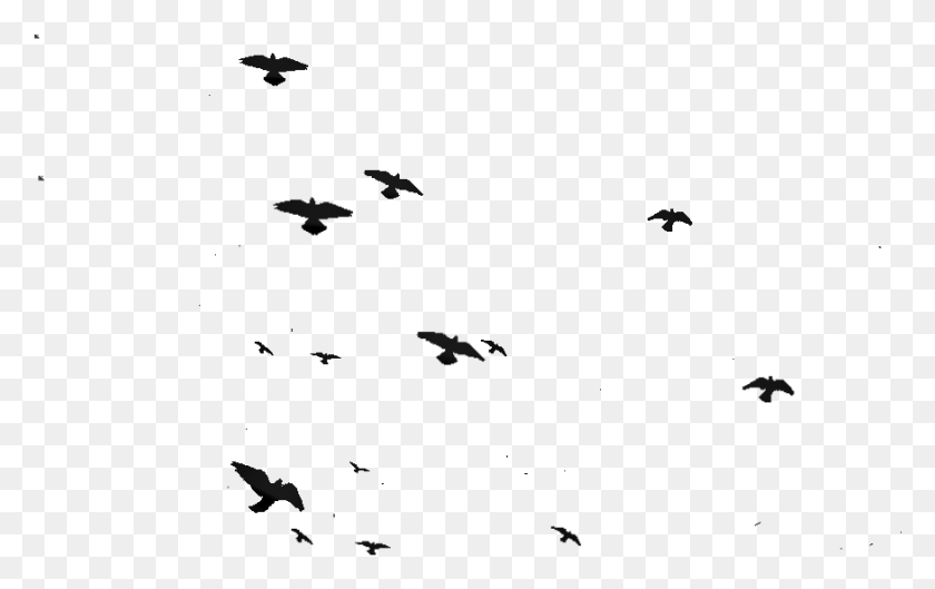 875x527 Transparent Flock Of Birds Silhouette Flock, Nature, Outdoors, Night HD PNG Download