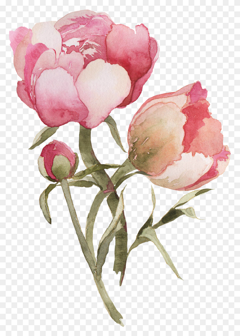 804x1153 Прозрачные Цветы Для Вашего Tumblr, Растение, Цветок, Цветение Png Скачать