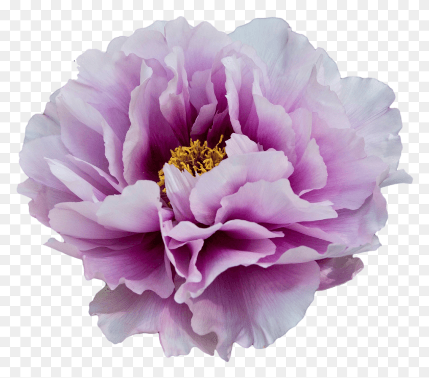927x810 Цветок Пиона Японского Пиона, Растение, Цветок, Роза Png Скачать