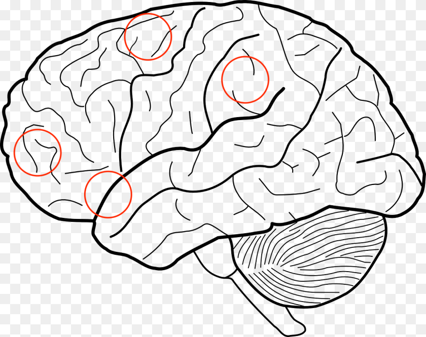 1280x1013 Transparent Frontal Lobe Brain Sketch, Astronomy, Eclipse Clipart PNG