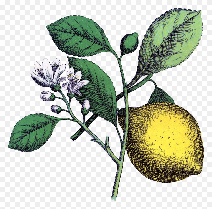1792x1760 Иллюстрация Лимона Фруктового Дерева Винтаж, Растение, Лист, Еда Hd Png Скачать