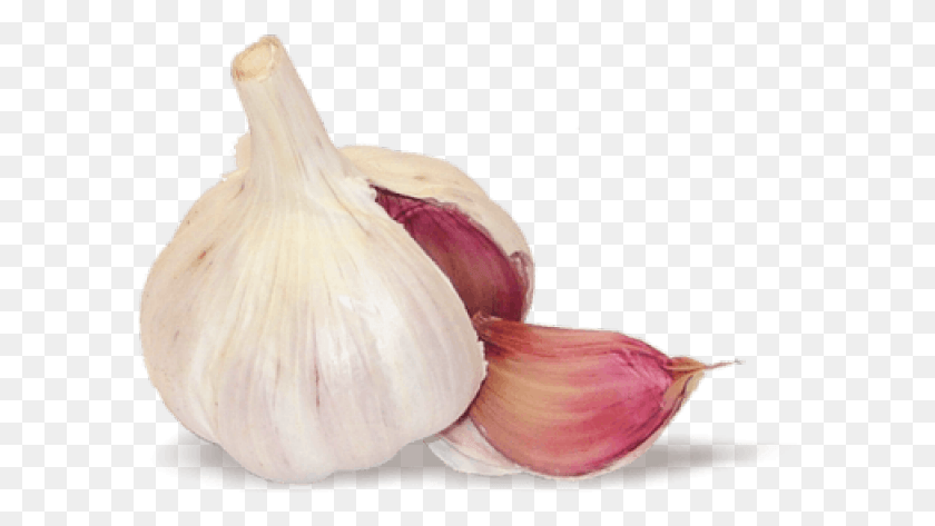 593x413 Transparent Garlic, Plant, Vegetable, Food HD PNG Download