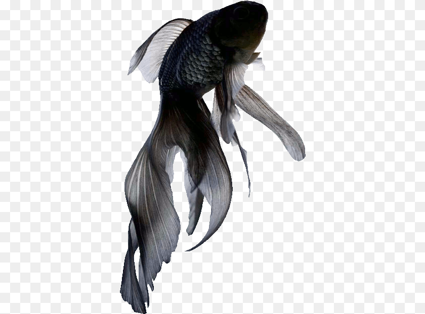 368x622 Transparent Gif Sticker Find U0026 Share On Giphy Black Black Fish, Animal, Sea Life, Bird PNG