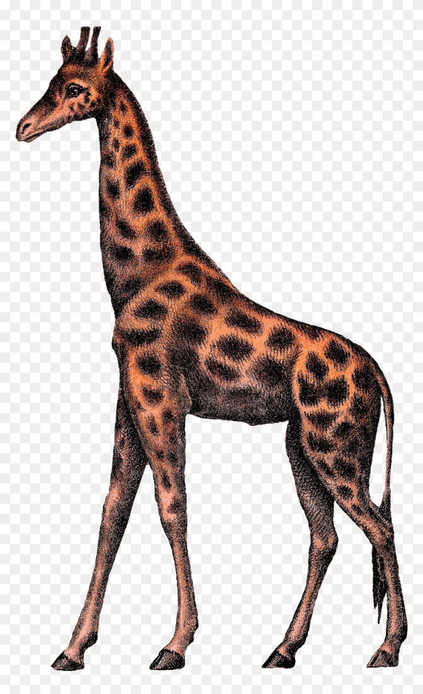 919x1554 Png Жираф, Млекопитающее, Животные