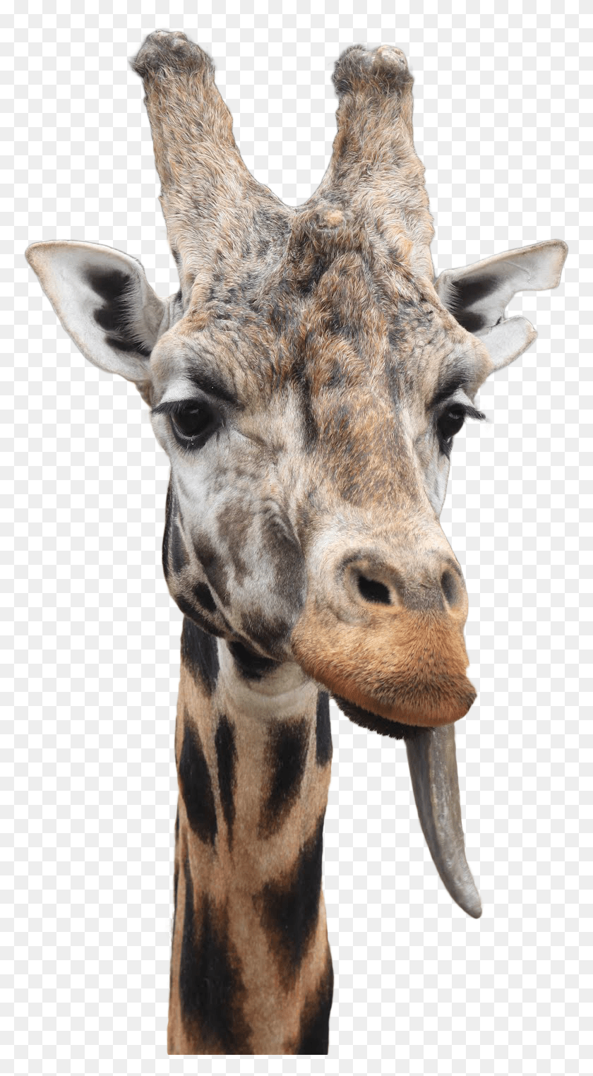 775x1464 Transparent Giraffe Giraffe, Wildlife, Mammal, Animal HD PNG Download